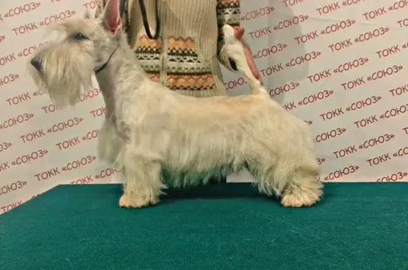 Груминг-салон Союз