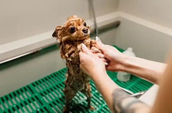 Груминг-студия Barberdog в Красносельском районе