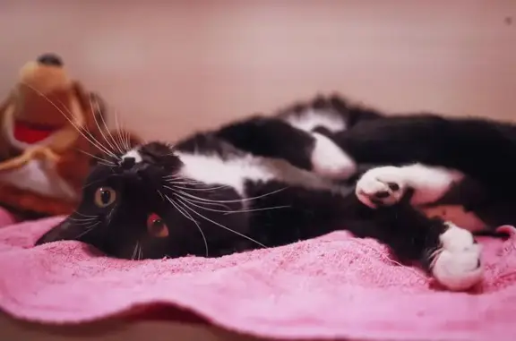 Зоогостиница Муротель