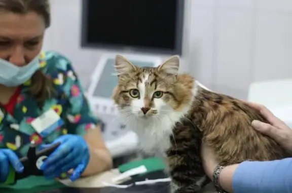 Ветеринарная клиника Василек во Внуковском поселении