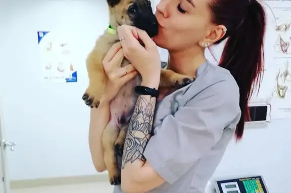 Сенбернар, ветеринарная клиника