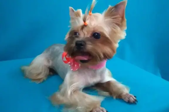 Студия красоты для домашних животных Багира на Советской улице