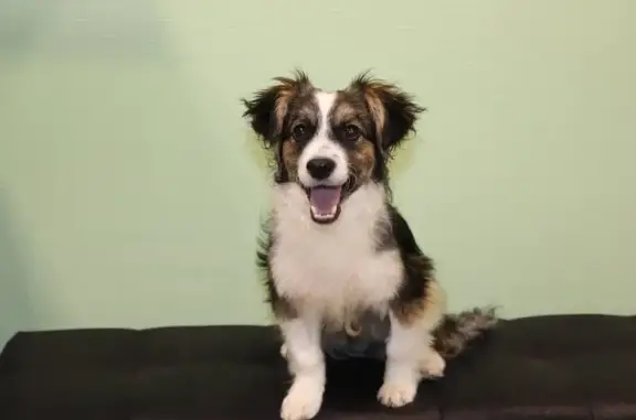 Зооцентр Ковчег