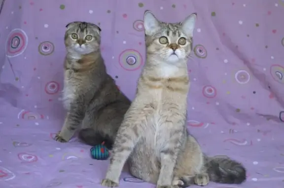 Питомник шотландских кошек KAMELIA MON AMI