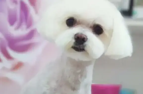 Груминг салон Йорк Сити SPA в Октябрьском районе