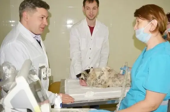 Университетская ветеринарная клиника, БГАУ