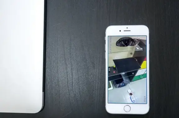 Гостиница для кошек Кэтвью в Канавинском районе