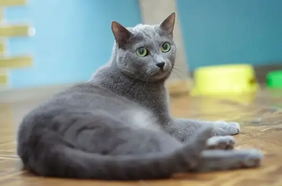 Приют для животных Полянка на проспекте Народного Ополчения