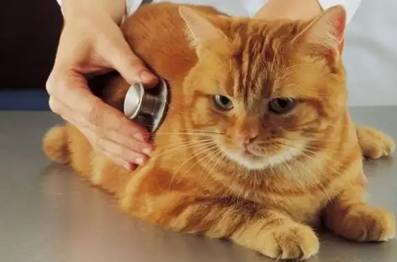 Областная Ветклиника на улице Дружбы, 6