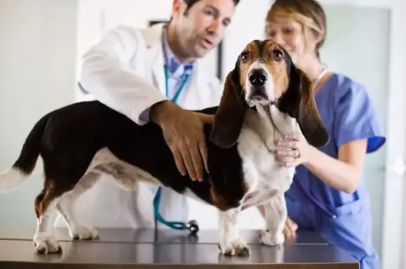 Ветеринарный госпиталь