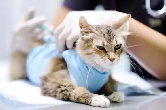 РекС, ветеринарная клиника