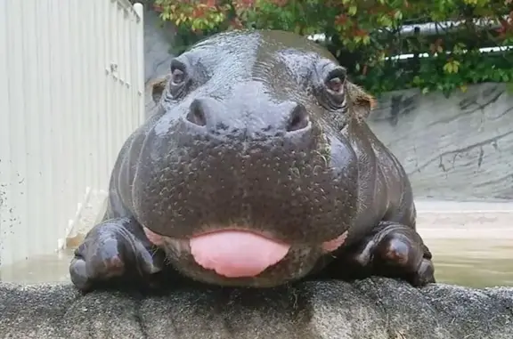 Веткаб, ветеринарная клиника