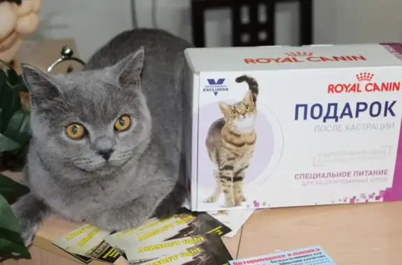 Котёнок Гав