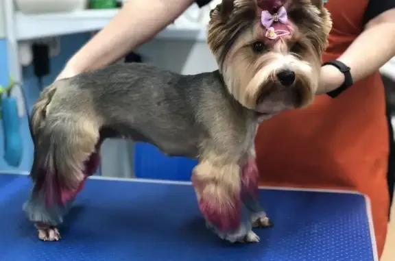 Салон стрижки собак и кошек Моська