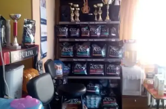 Клуб кинологов и канистерапевтов Романов на Мурмане на улице Челюскинцев