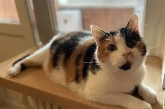 Сфинкс, ветеринарный центр