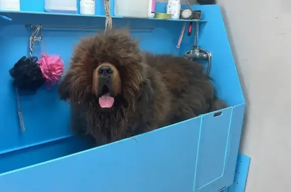 Зоосалон Точка грум на 6-й Нововатутинской улице