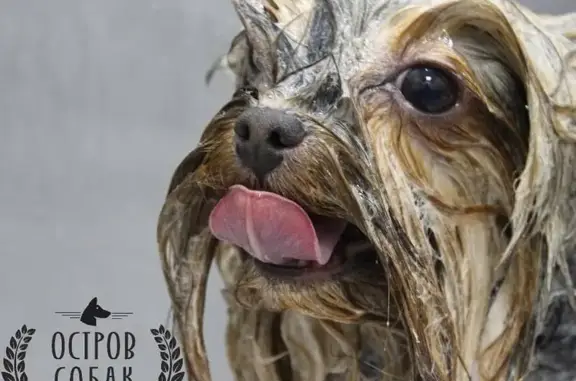 Зоосалон Остров собак на Смольной улице