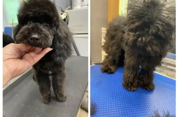 Груминг-салон Стиляги на улице Земнухова