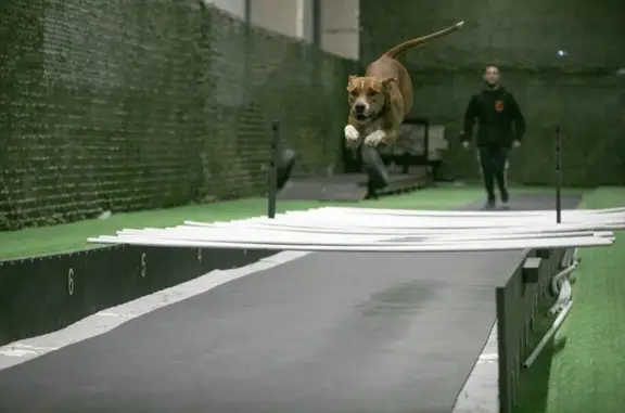 Кинологический спортивный центр DogsEnergym