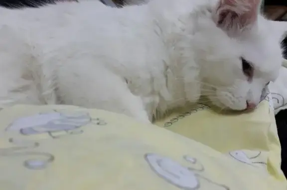 Амикус, ветеринарный центр