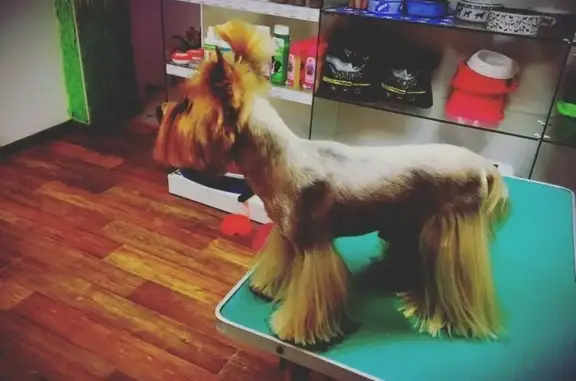 GROOM, салон для животных