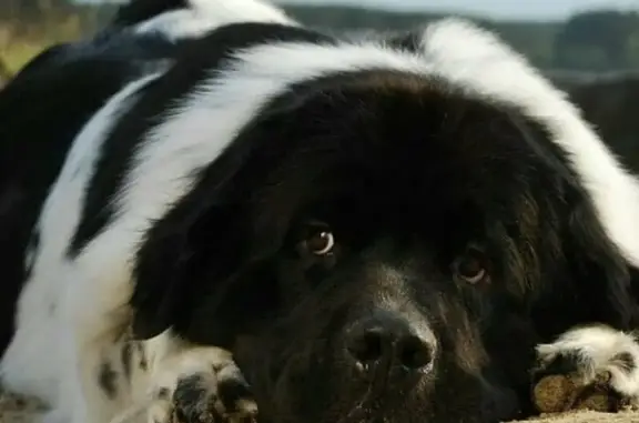 Дом груминга на улице Максима Горького в Бердске