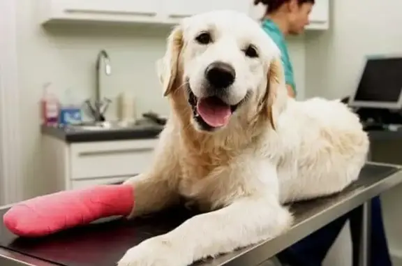 Выездная ветеринарная служба MosVet24.ru на метро Площадь Революции