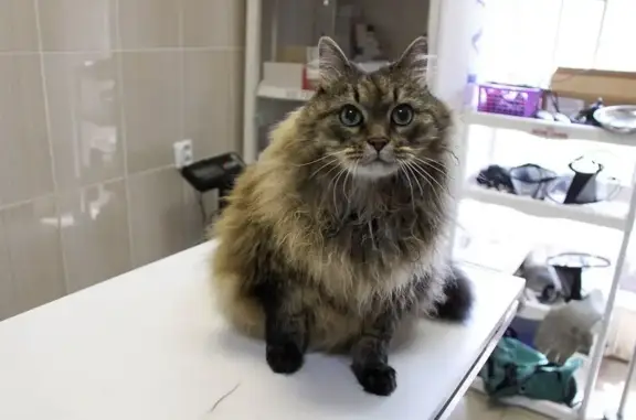 Докавет, ветеринарный центр