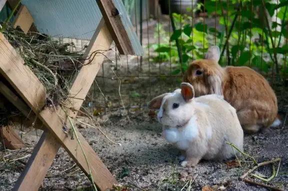 Rabbits hotel, зоогостиница для кроликов