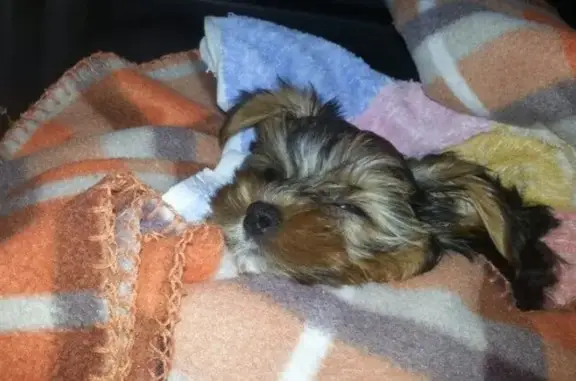 Три кота, ветеринарный центр