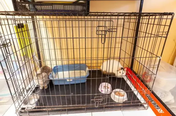 Ветстар, ветеринарная клиника