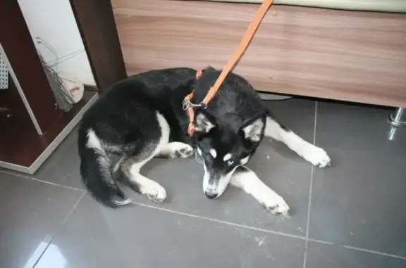 Ветеринар и К, ветеринарная клиника