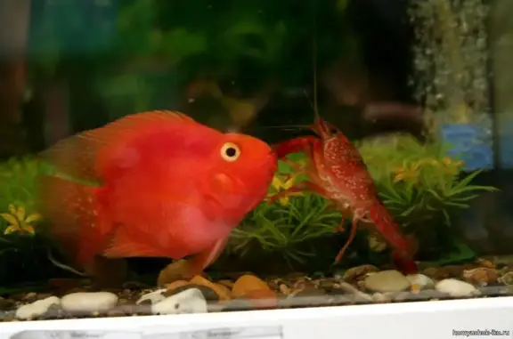 Хомячок, ветеринарная клиника