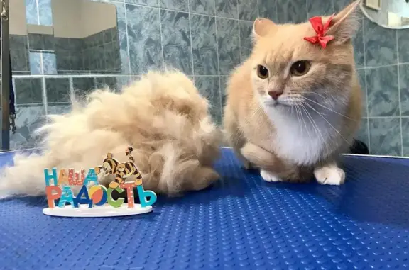 Студия стрижек собак и кошек на улице Верхние Поля