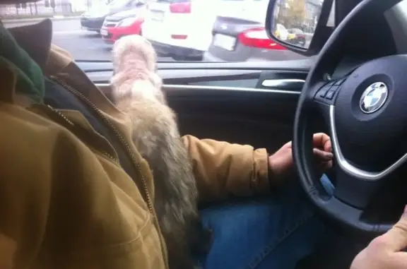 Ветеринарная клиника Бетховен на улице Энгельса, 148