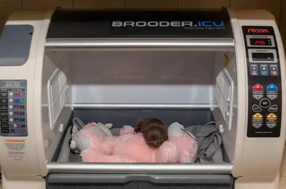 Феникс, ветеринарный центр