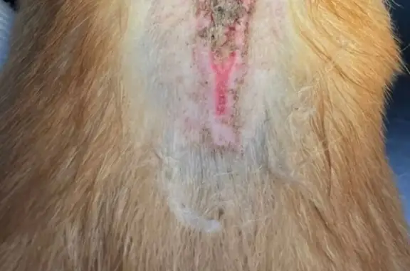 Ветеринарная клиника Добрый Хвост на улице Маршала Захарова