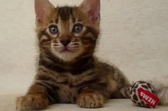 Питомник бенгальских кошек Lantana fly