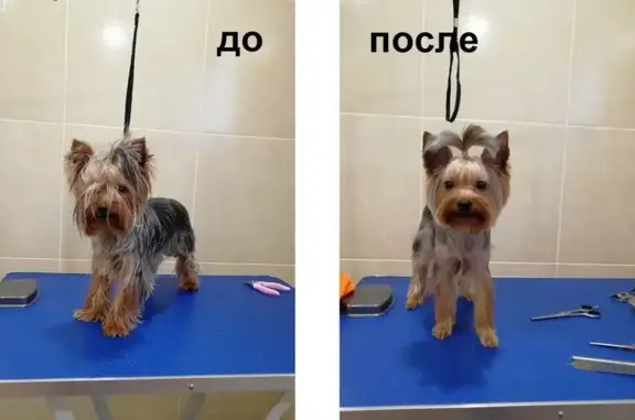 Зоосалон Шерхан на улице Стройкова