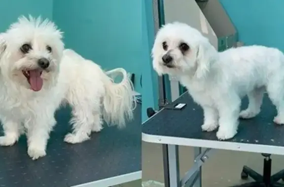 Груминг-студия Александры Кибиревой