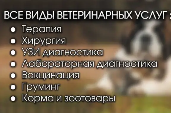 Сенбернар, ветеринарная клиника