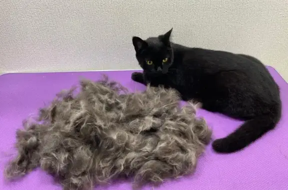 Студия груминга Nicole Цветной Город