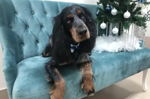 Груминг-салон ДоггиДог