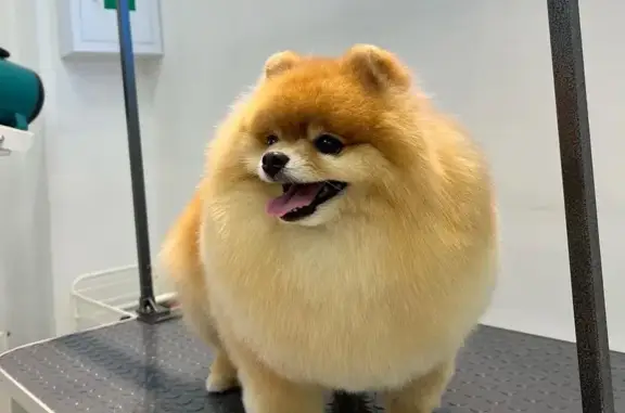 Груминг-салон ST-GROOM