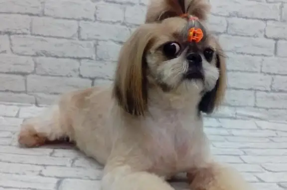 Зоосалон Наш Groomер на улице Гагарина