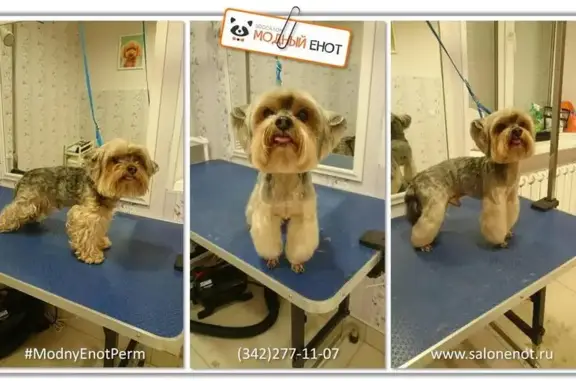 Груминг-салон Модный енот на улице Мира