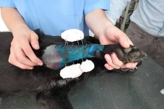 Ветеринарная клиника 9 жизней на Хрустальной улице