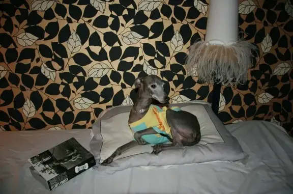 Ритуальное агентство для животных Друг