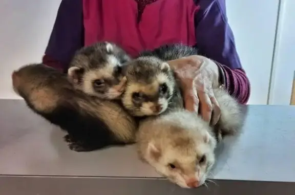 Ветеринарная клиника Avva сlinic на Большой улице